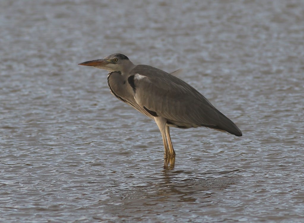 Grey Heron, Thornwick Pools, by Craig Thomas