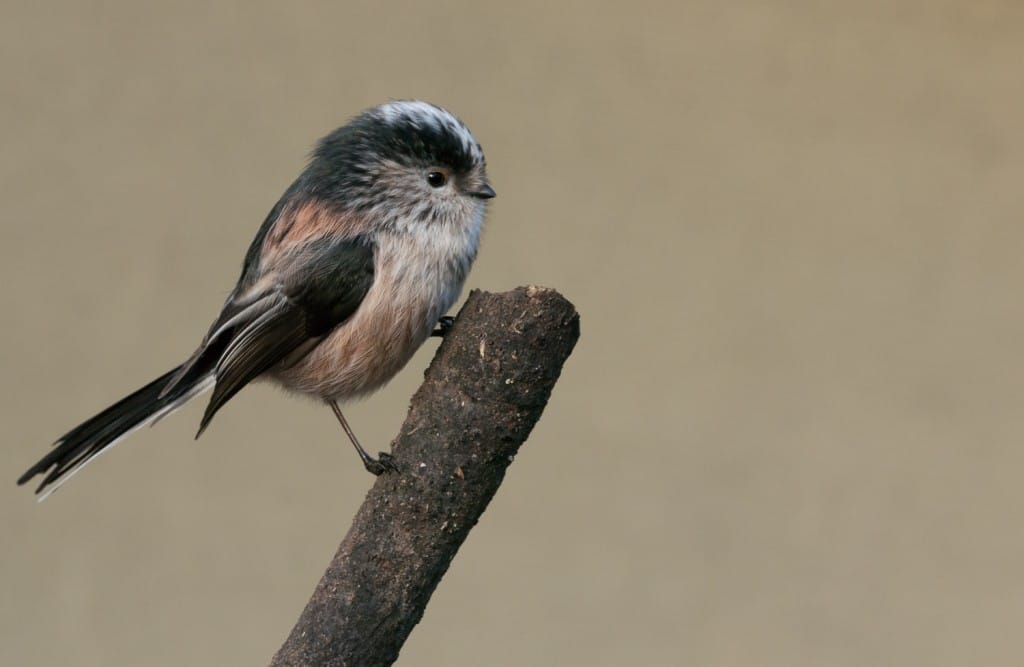 Long-tailed Tit, Sewerby Hall, by Michael Smith