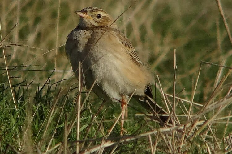 Richard's Pipit, North Landing, by Tony Dixon