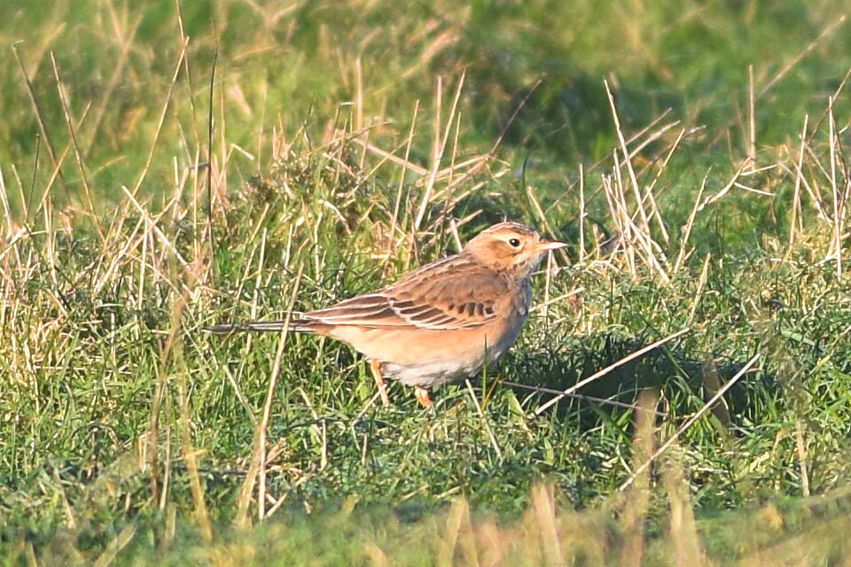 Richard's Pipit, near North Landing, by Andy Hood