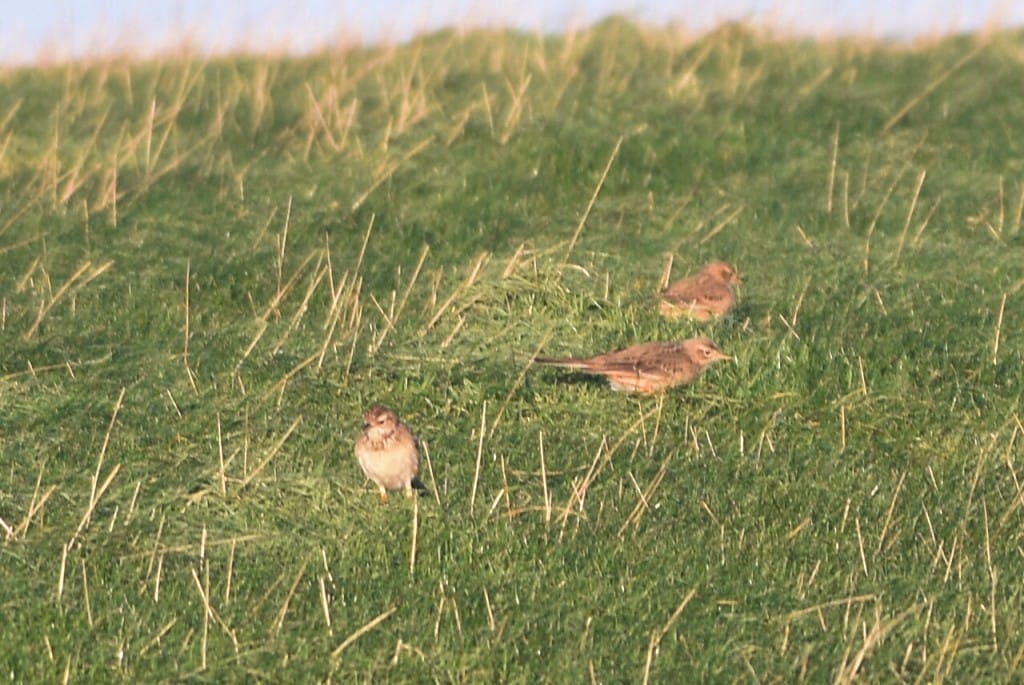 Three Richard's Pipits, near North Landing, by Andy Hood