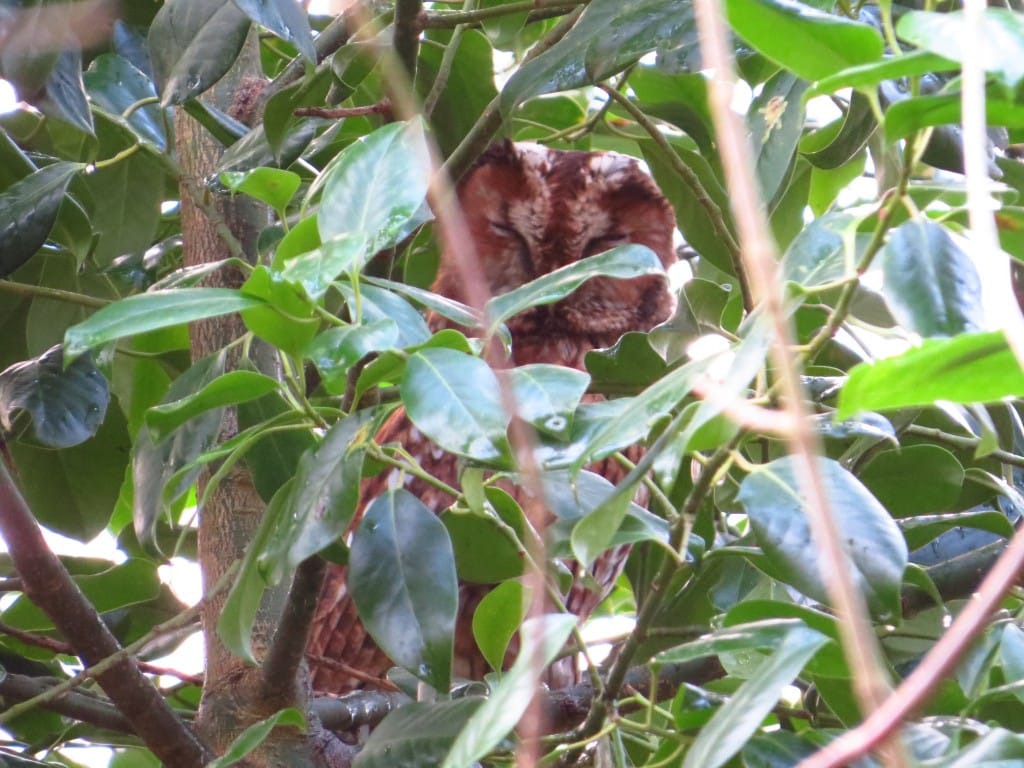 Tawny Owl, South Dykes, by Brett Richards
