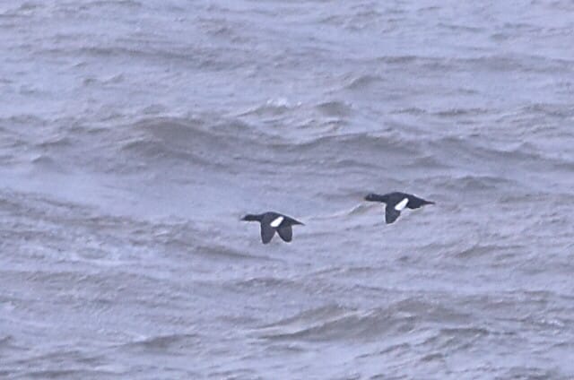 Velvet Scoters, South Landing, by Andy Hood