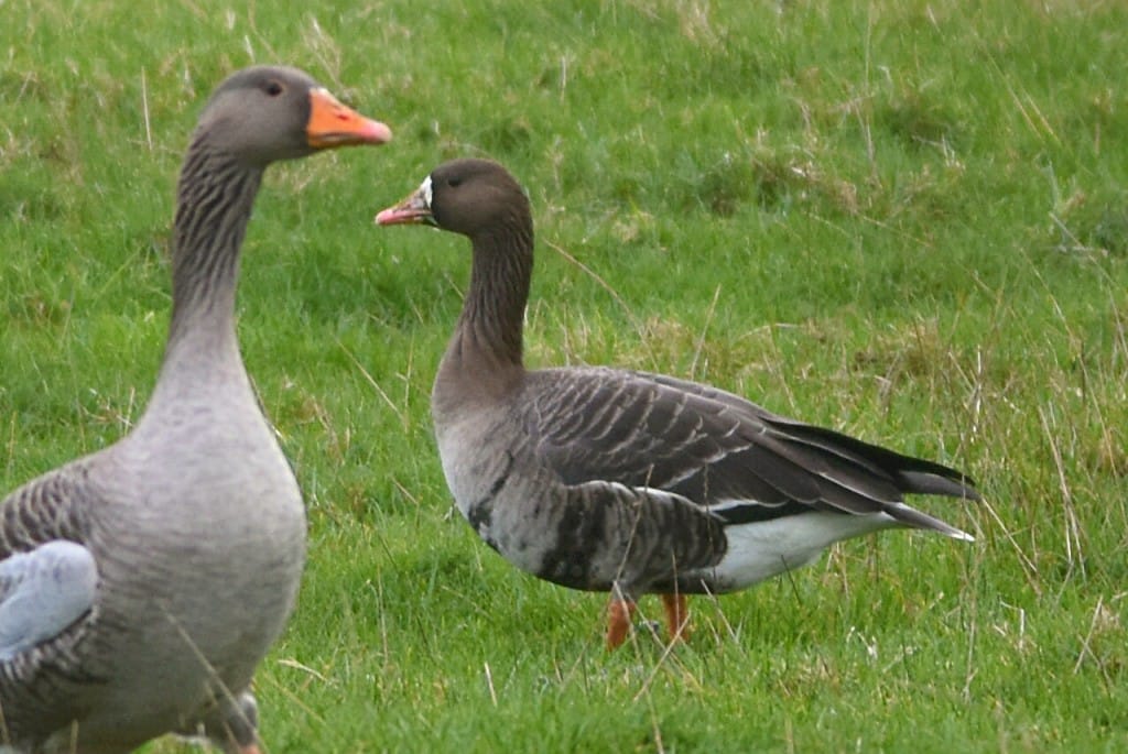 White-fronted Goose, Flamborough, by Andy Hood