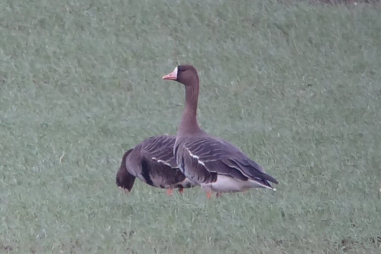 White-fronted Geese, Buckton, by Tony Dixon