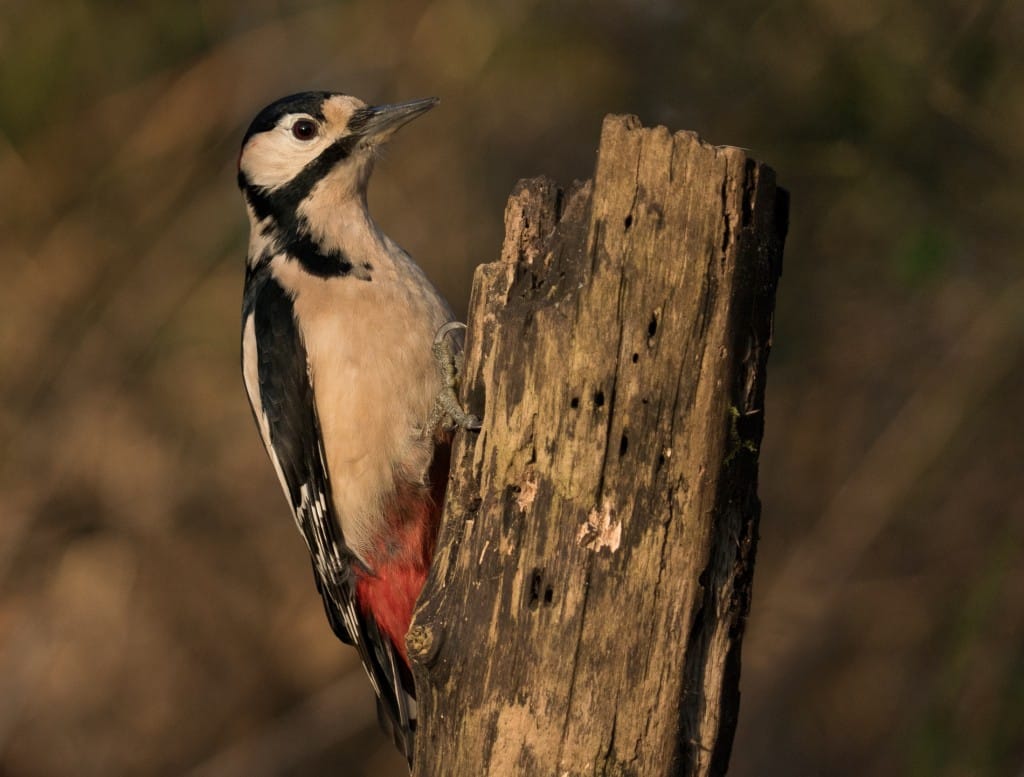 Great Spotted Woodpecker, Sewerby Hall, by Michael Smith