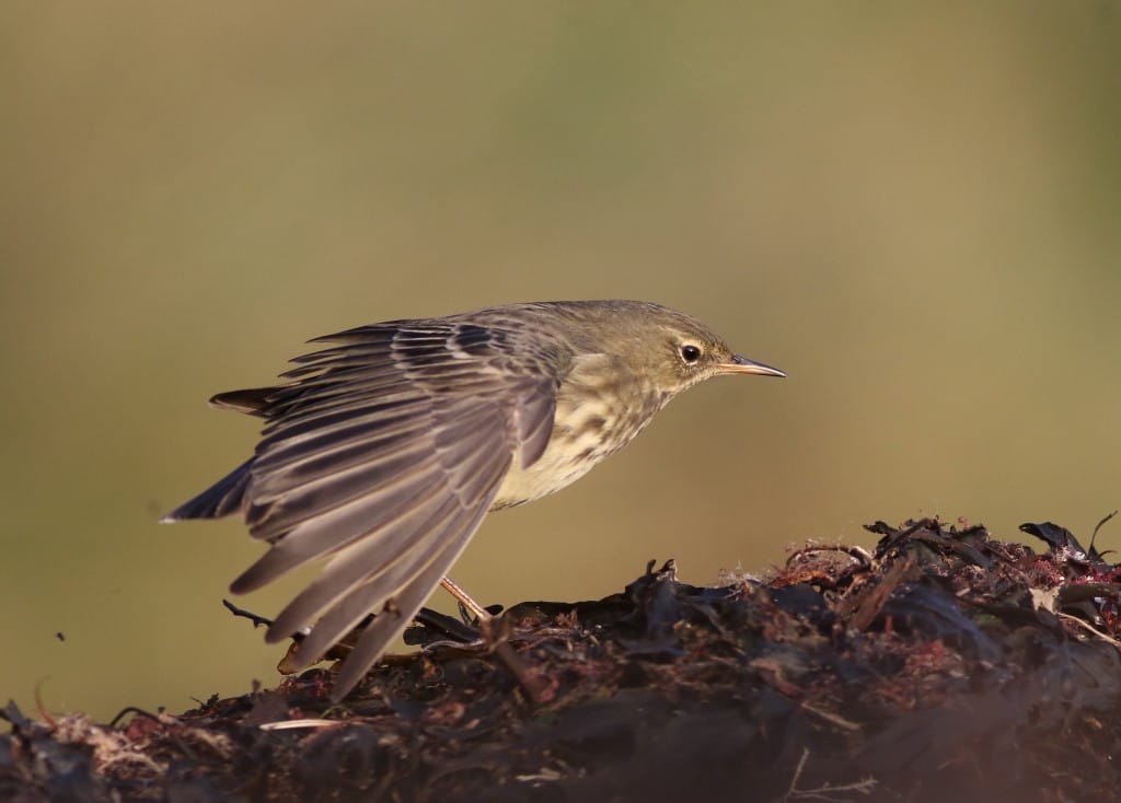 Rock Pipit, South Landing, by Craig Thomas