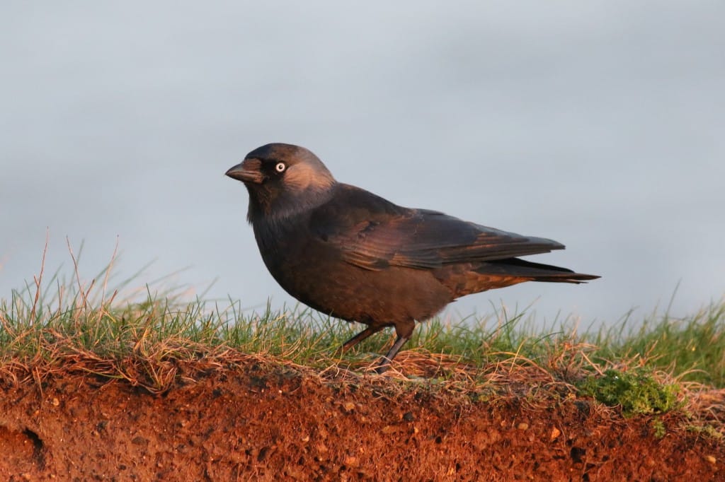 Jackdaw, Fog Station, by Craig Thomas