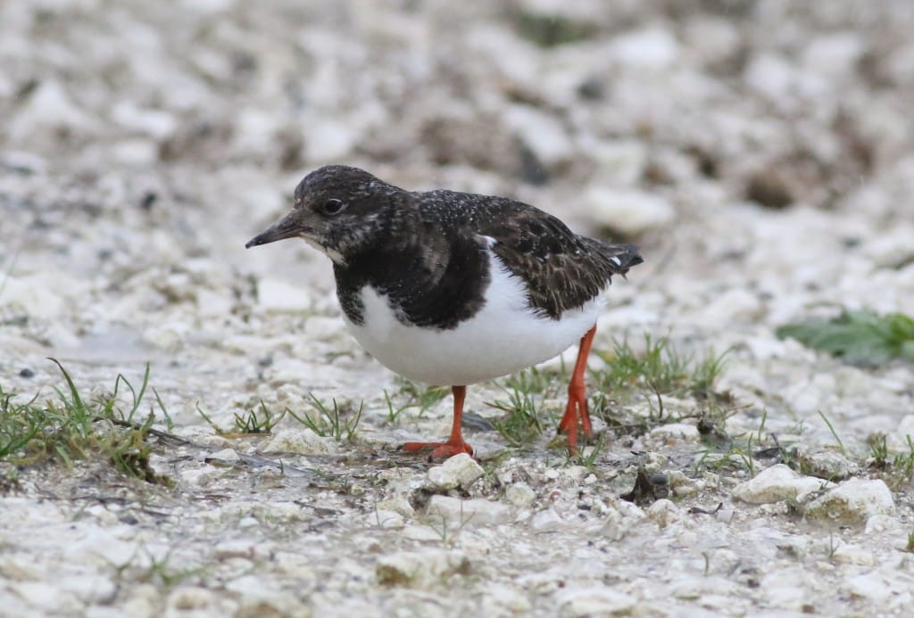 Turnstone, South Landing, by Craig Thomas