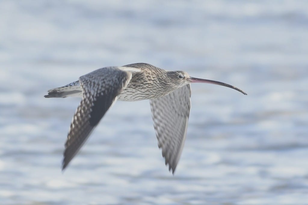 Curlew, South Landing, by Andy Hood