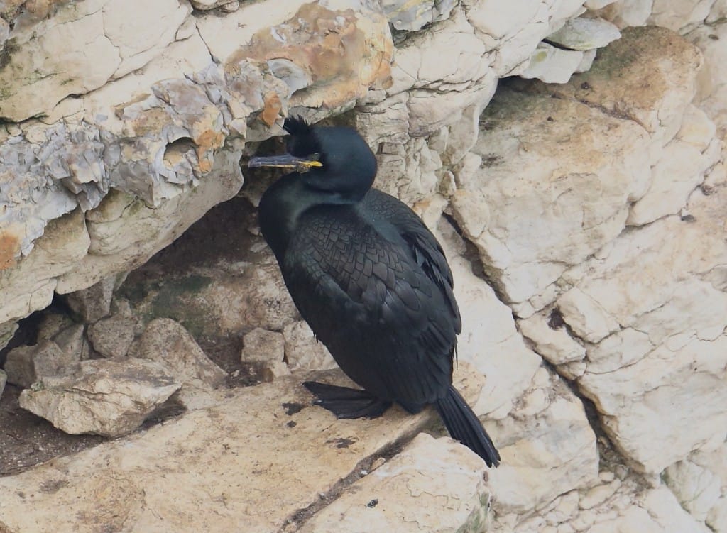 Shag, Flamborough, by Alan Walkington