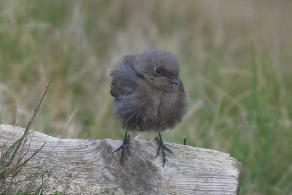 Black Redstart, Fog Station, by Andy Hood