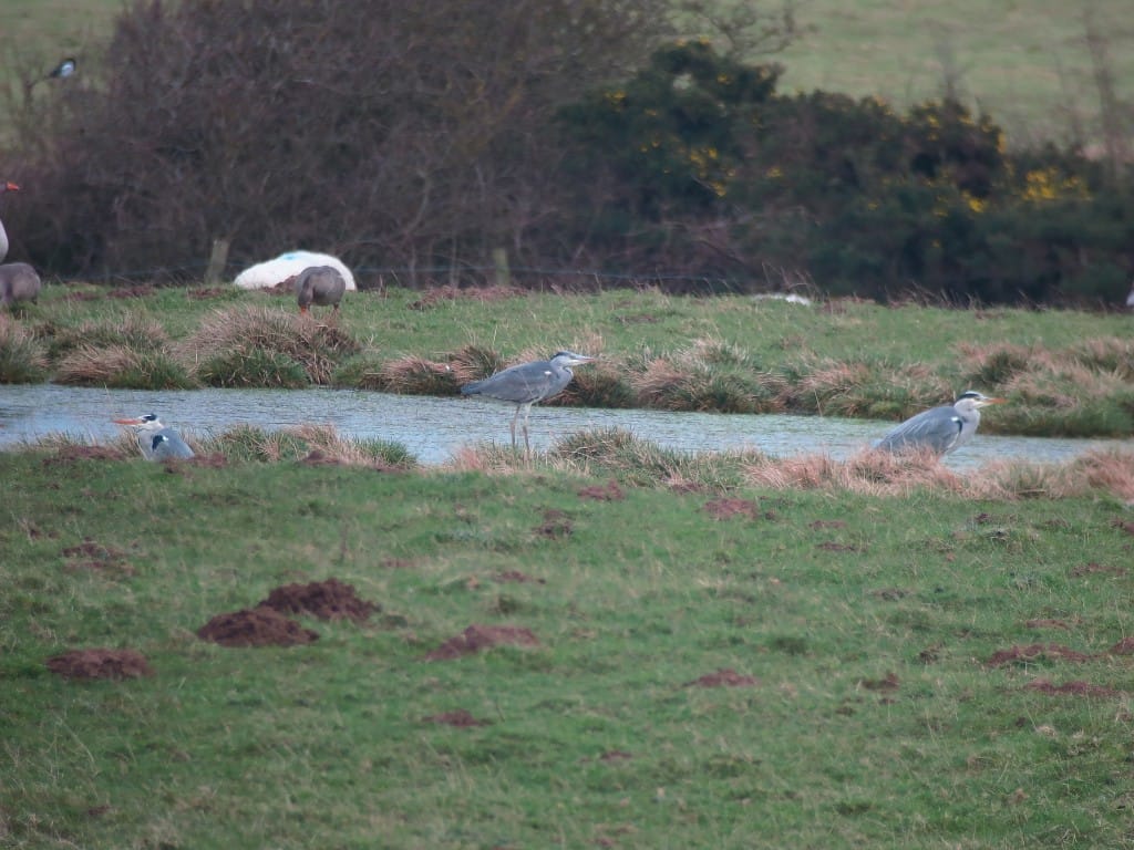 Grey Herons, Flamborough, by Brett Richards
