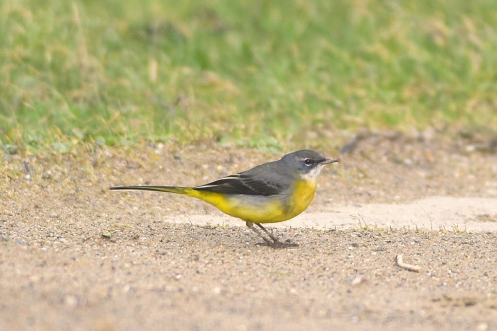 Grey Wagtail, South Landing, by Andy Hood