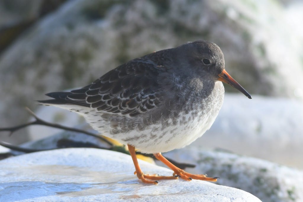 Purple Sandpiper, South Landing, by Andy Hood