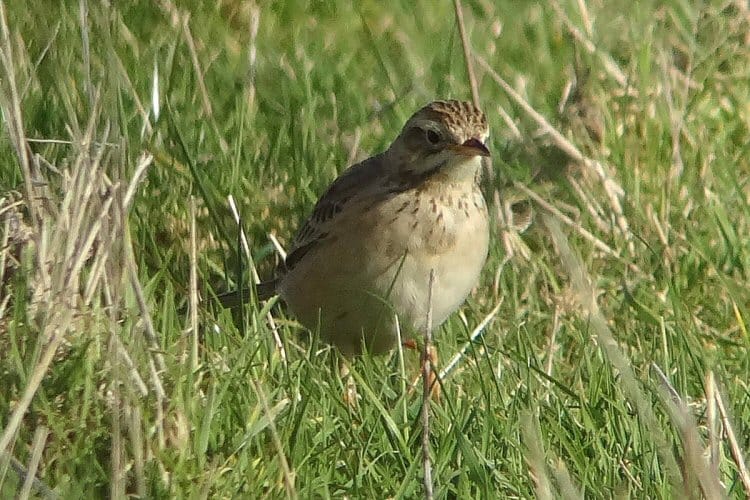 Richard's Pipit, North Landing, by Tony Dixon