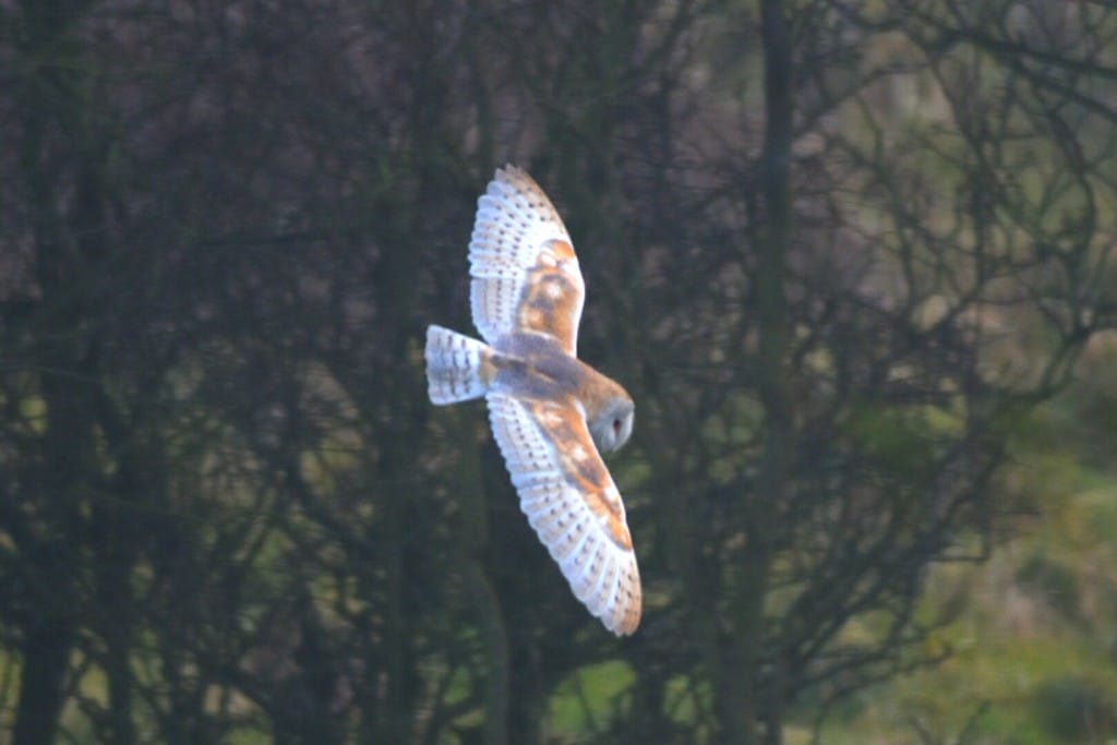 Barn Owl, Oceanview, by Andy Hood