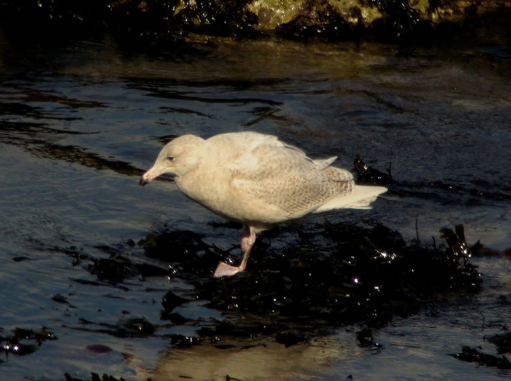 1st-summer Glaucous Gull, Outer Head, by Brett Richards