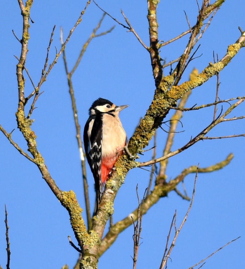 Great Spotted Woodpecker by Geoff Carr