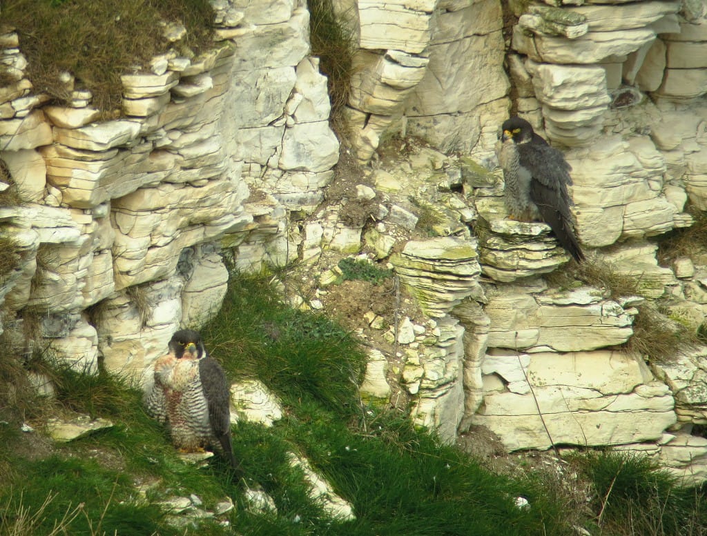 Peregrine pair, Breil Nook, Flamborough, 18 Mar 16