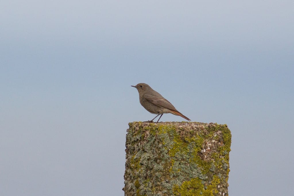 Black Redstart, Bempton Cliffs RSPB, by Dave Aitken