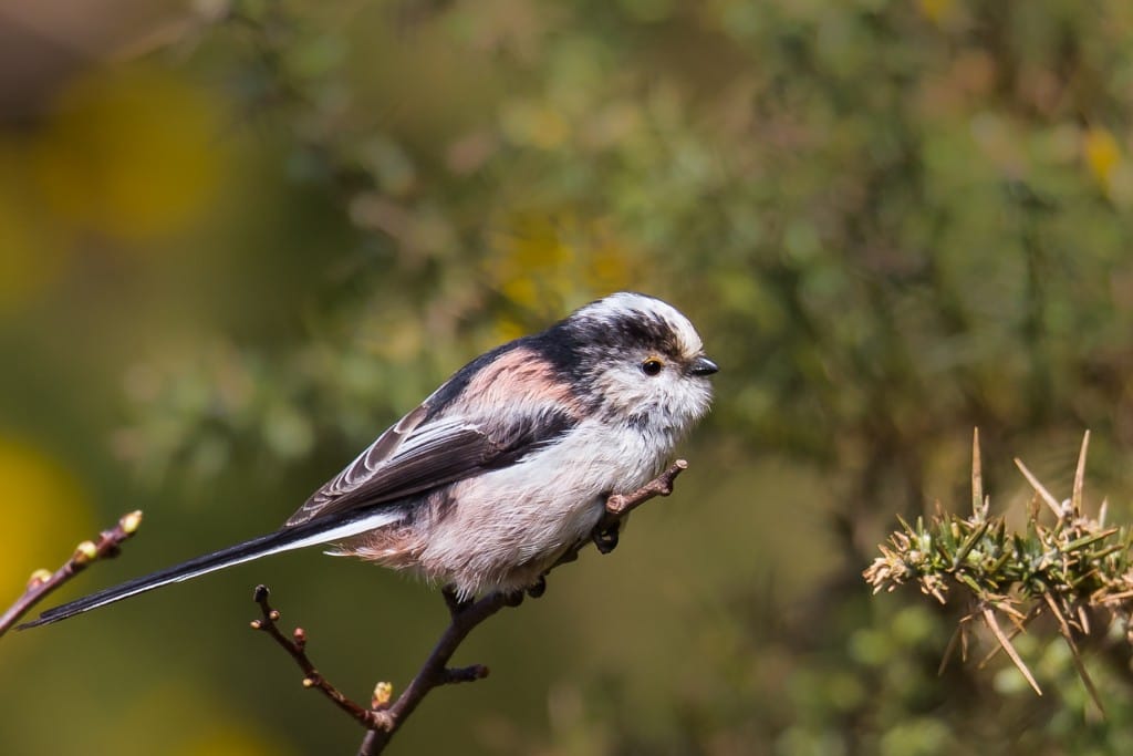 Long-tailed Tit, Flamborough, by Andrew Allport