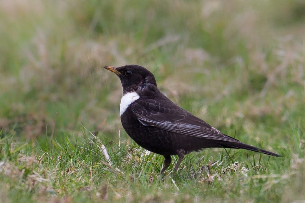 Ring Ouzel, Outer Head, by Andrew Allport