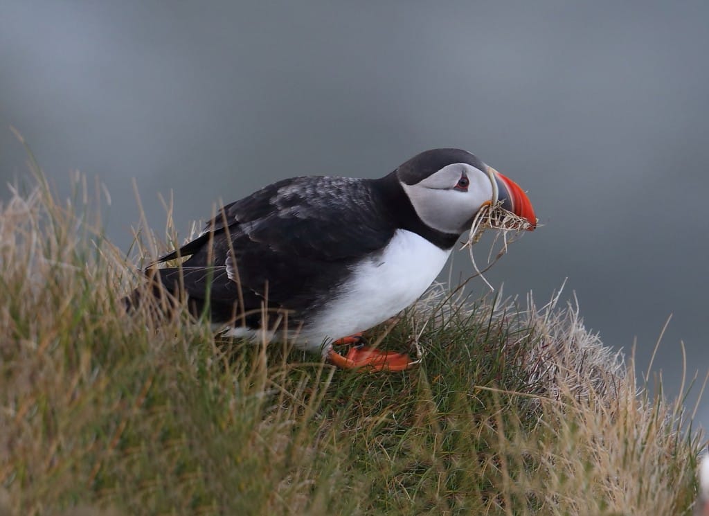 Puffin, Fog Station, by Alan Walkington