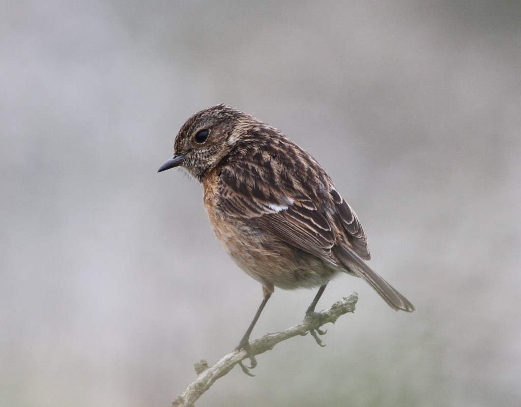 Stonechat, Thornwick, by Andy Malley