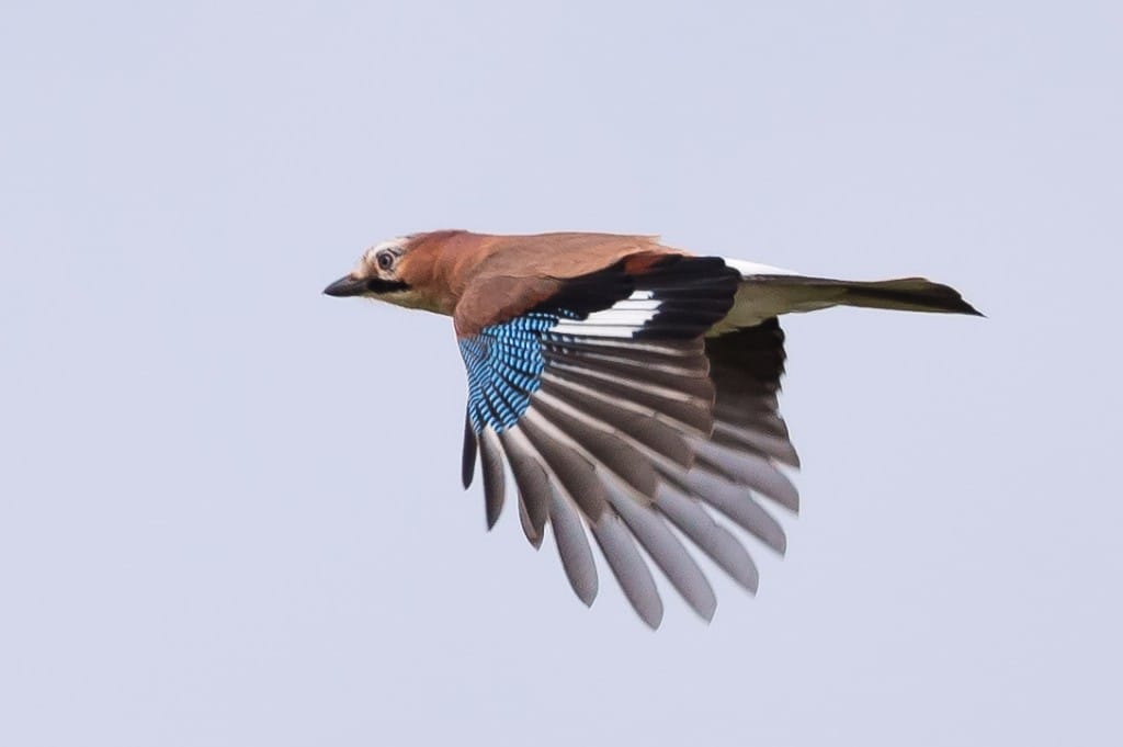 Jay, Outer Head, by Andrew Allport