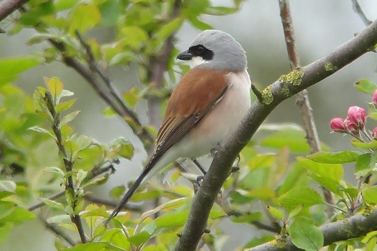 Red-backed Shrike, South Landing, by Tony Dixon