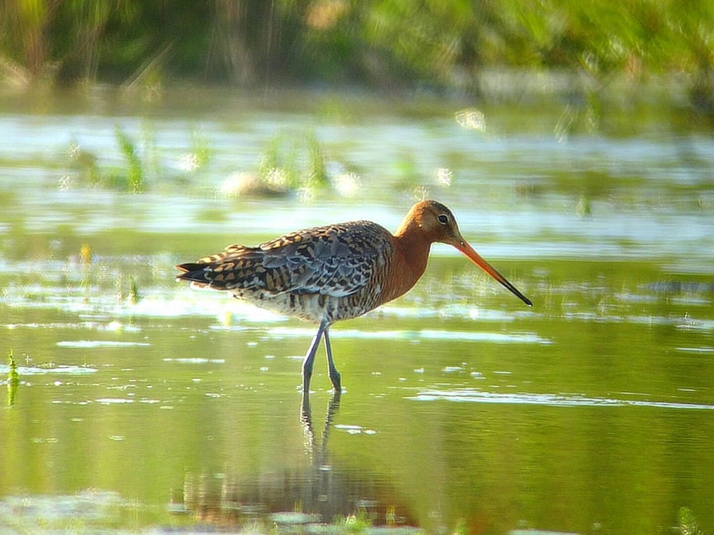 Black-tailed Godwit, Thornwick Pools, by Andy Hood 