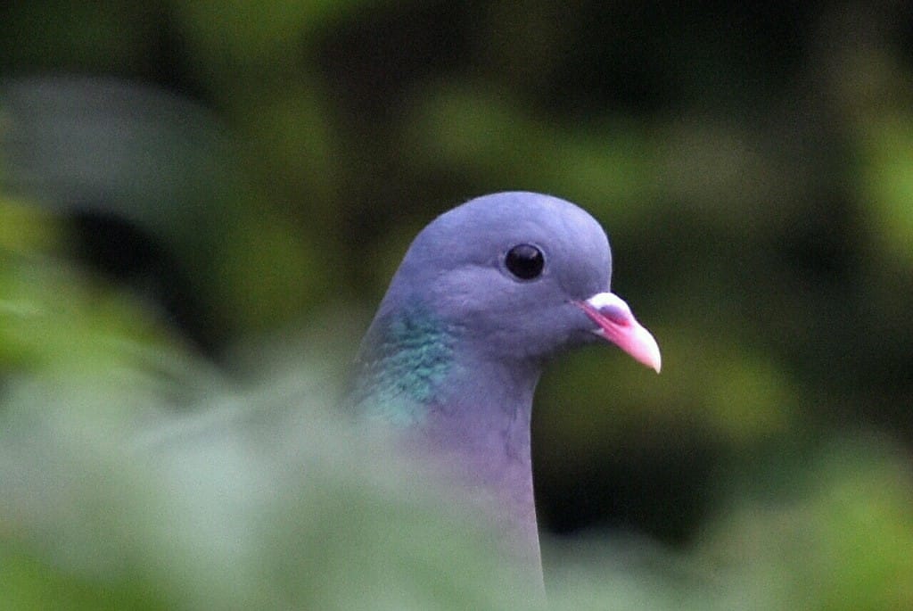 Stock Dove, Oceanview, by Andy Hood