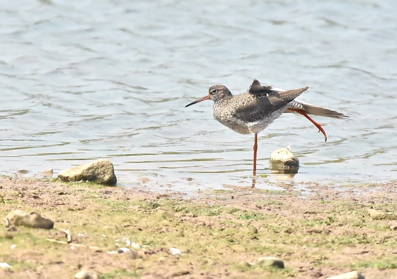 Redshank, Thornwick Pools, by Tony Dixon