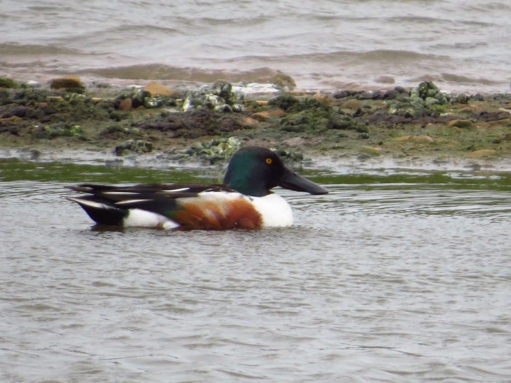Shoveler, Thornwick Pools, by Brett Richards