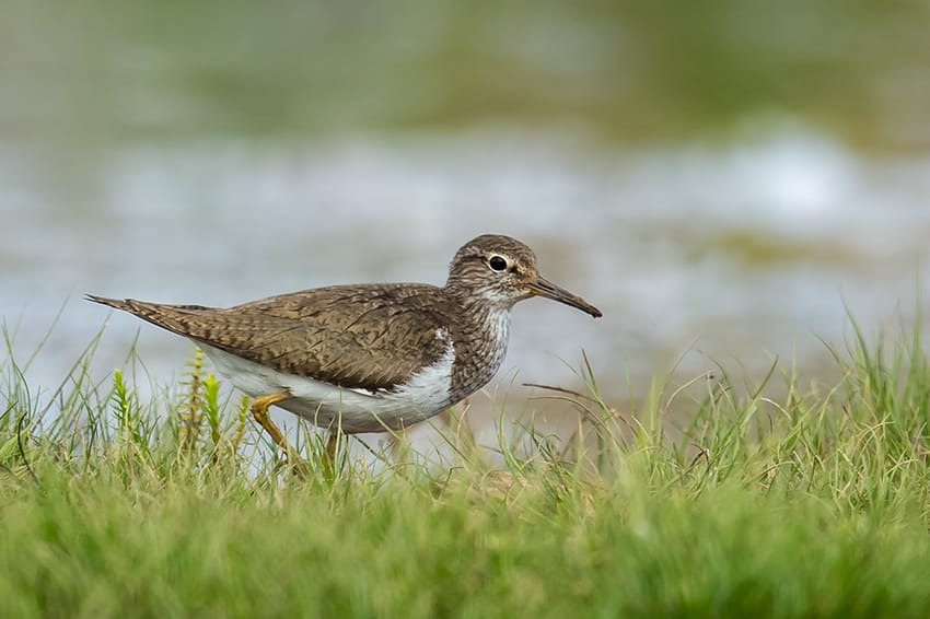 Common Sandpiper, Thornwick Pools, by Andrew Allport