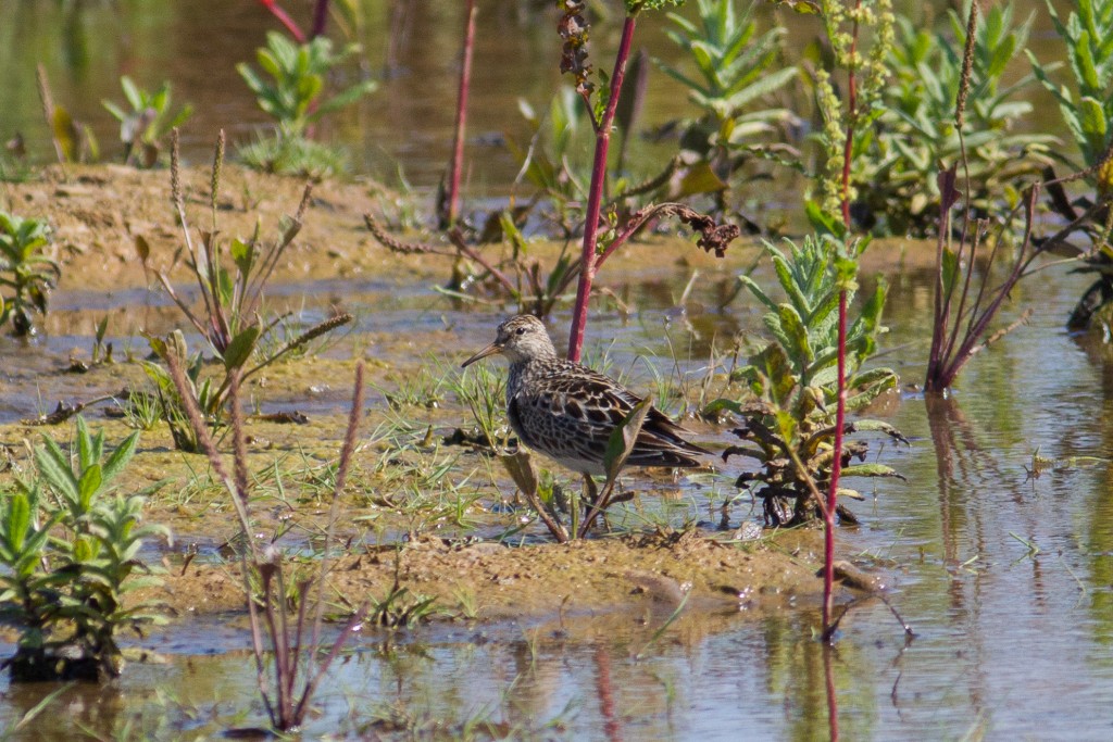Pectoral Sandpiper, Thornwick Pools, by Dave Aitken