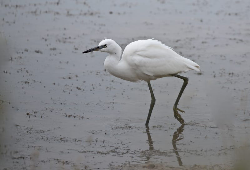 Little Egret, Thornwick Pools, by Tony Simpson