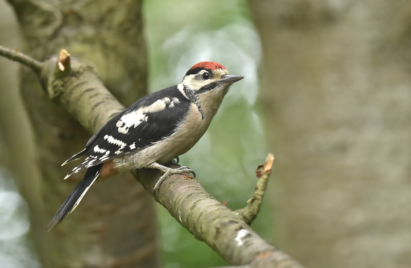 Great Spotted Woodpecker, Tony Simpson, South Dykes