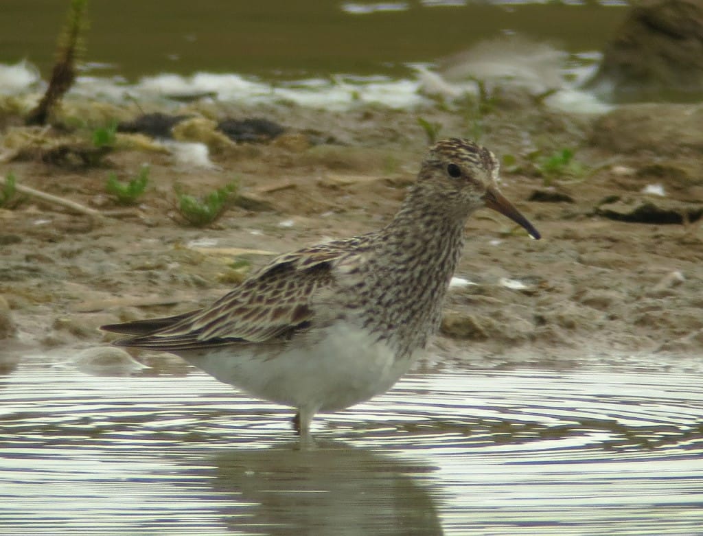 Pectoral Sandpiper, Thornwick Pools, by Brett Richards