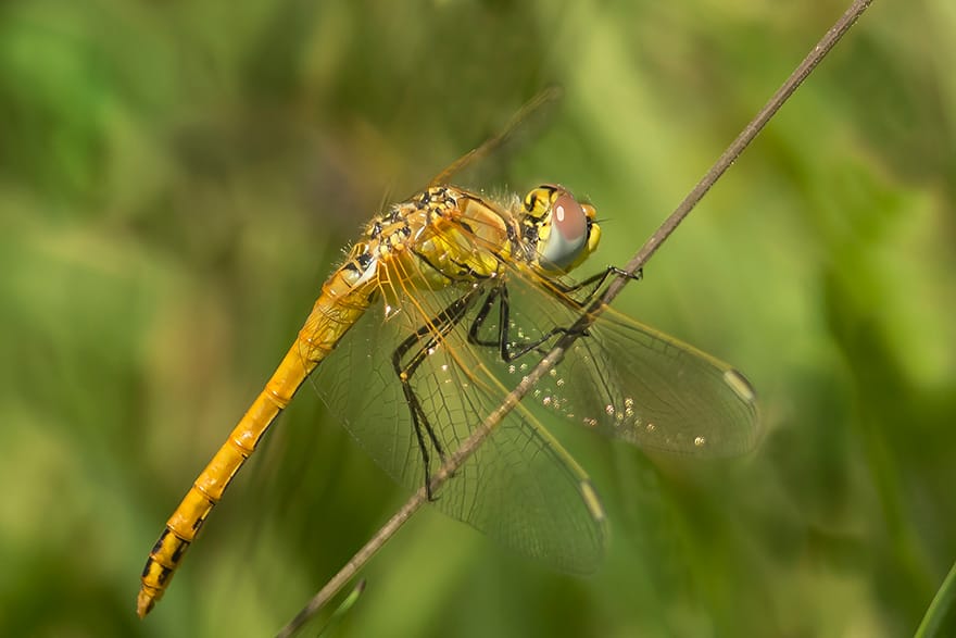 Red-veined Darter, Outer Head, by Andrew Allport