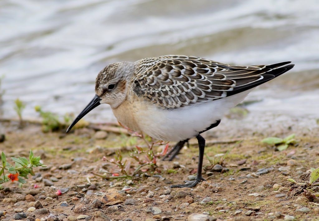 Curlew Sandpiper, Thornwick Pools, by Craig Thomas