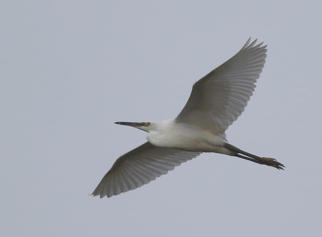 Little Egret, Outer Head, by Craig Thomas