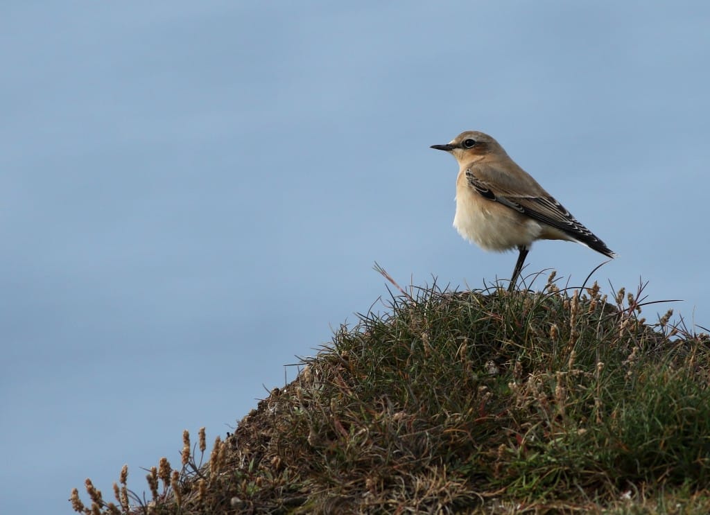 Wheatear, Fog Station, by Craig Thomas