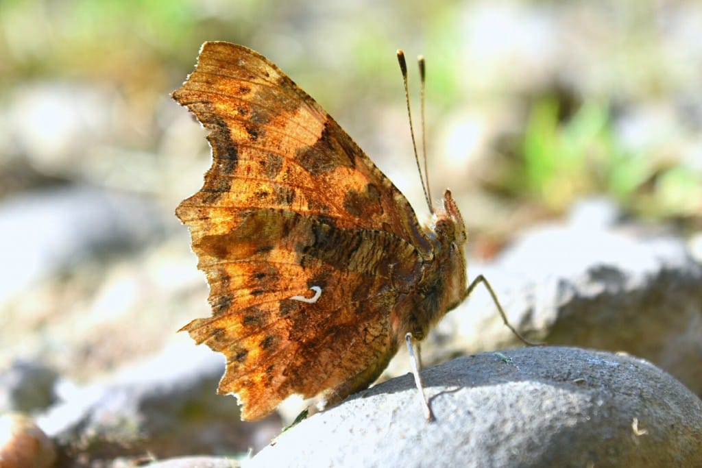 Comma, Oceanview, by Andy Hood