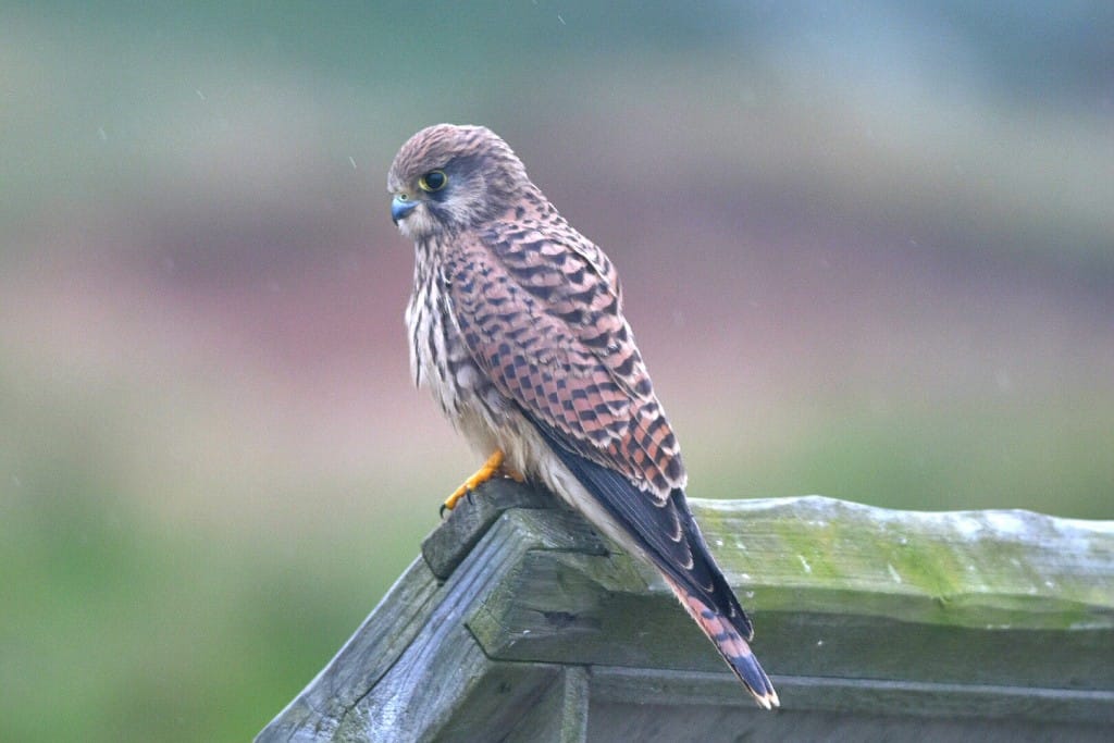 Kestrel, Outer Head, by Andy Hood