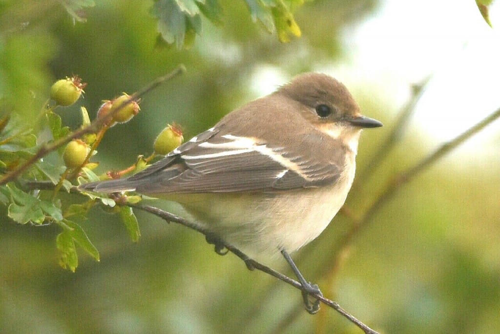 Pied Flycatcher, Flamborough, by Andy Hood