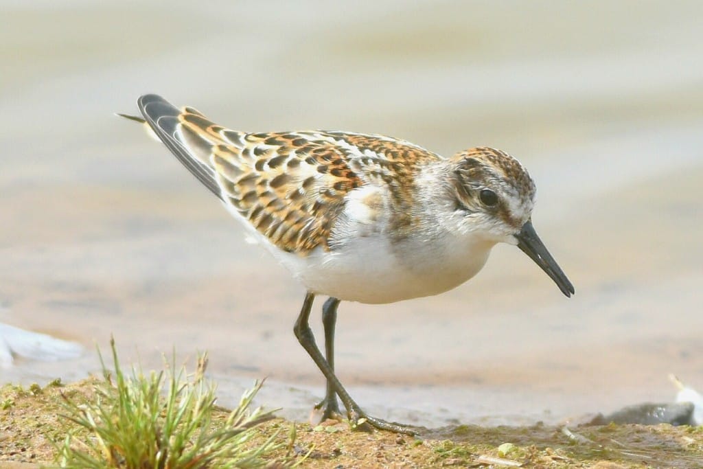 Little Stint, Thornwick Pools, by Andy Hood