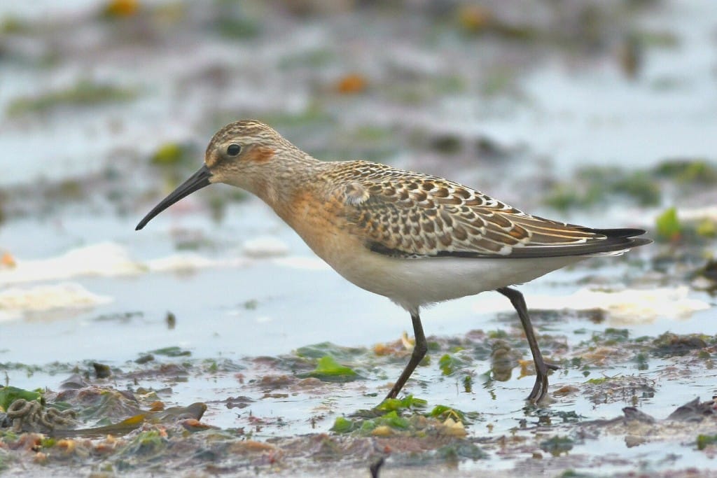 Curlew Sandpiper, South Landing, by Andy Hood