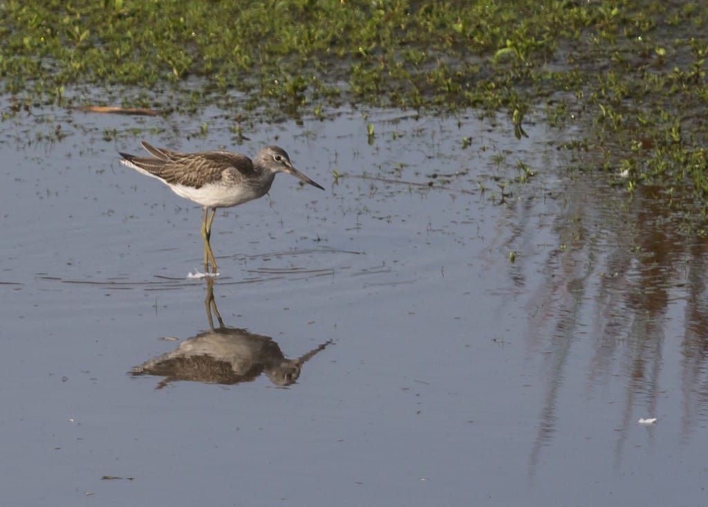 Greenshank, Buckton Pond, by Paul Reed
